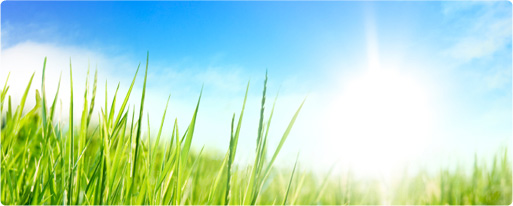 grass