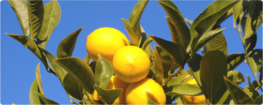 lemon